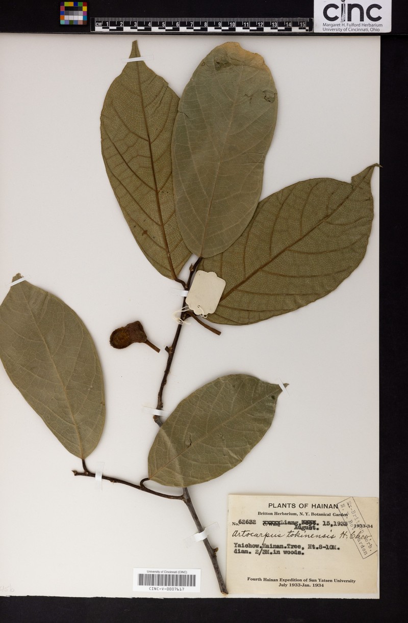 Artocarpus tonkinensis photo 2