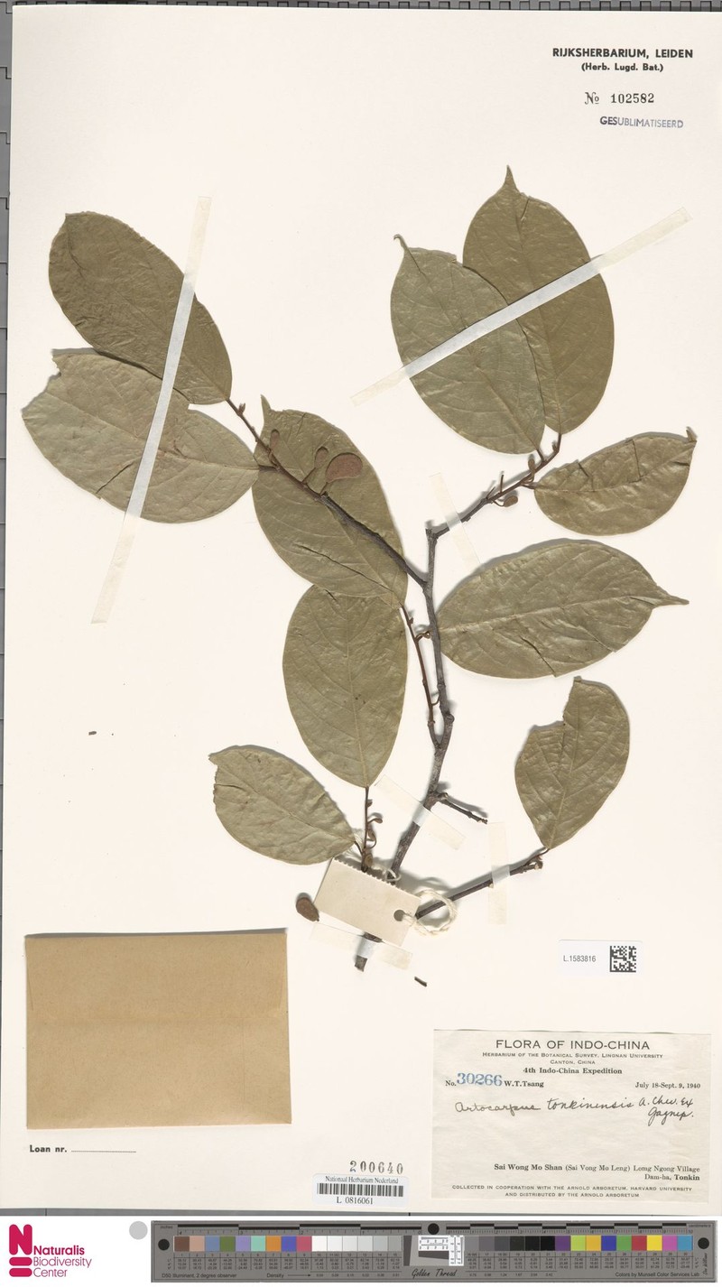 Artocarpus tonkinensis photo 3