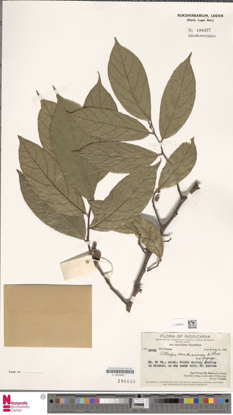 Artocarpus tonkinensis photo 4