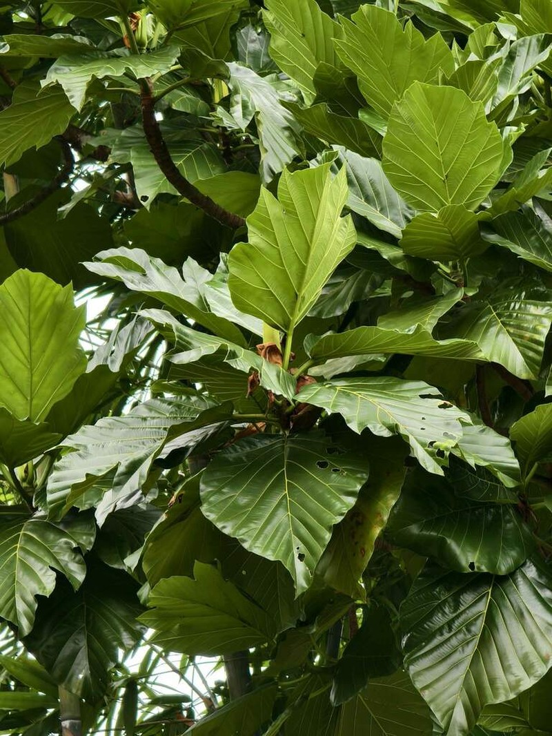 Artocarpus treculianus