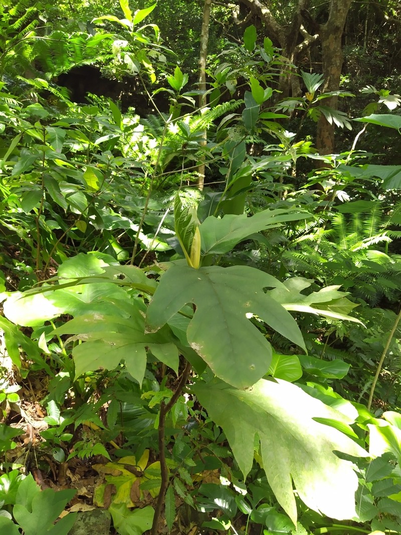Artocarpus treculianus photo 2