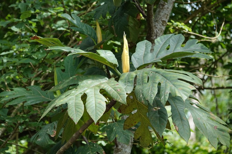 Artocarpus treculianus photo 3