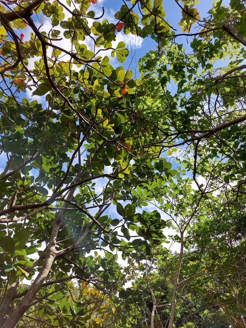 Artocarpus treculianus photo 4