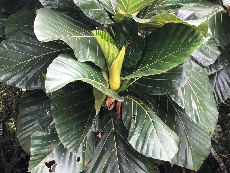 Artocarpus treculianus photo 5