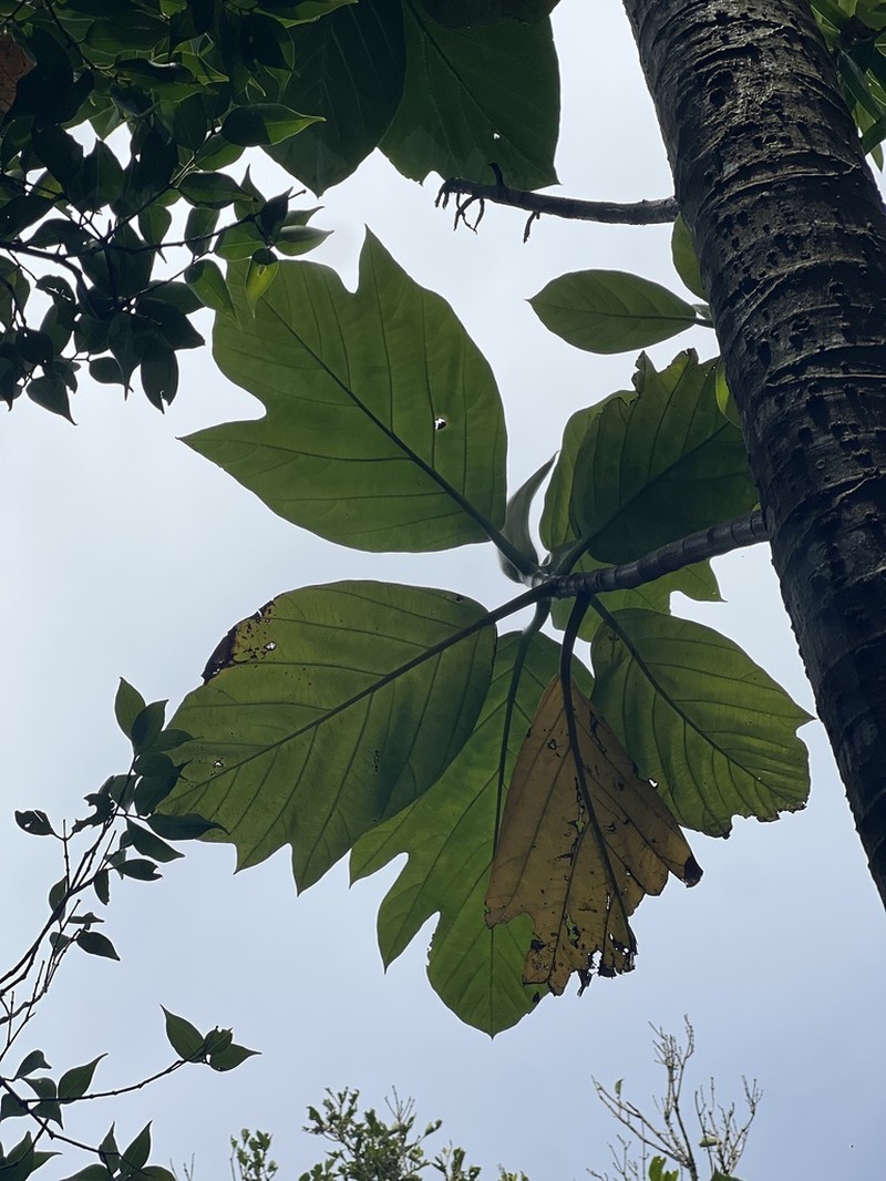 Artocarpus treculianus photo 6