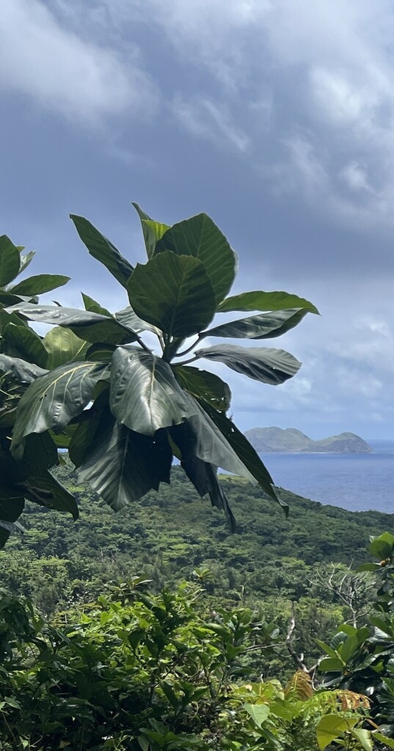 Artocarpus treculianus photo 7