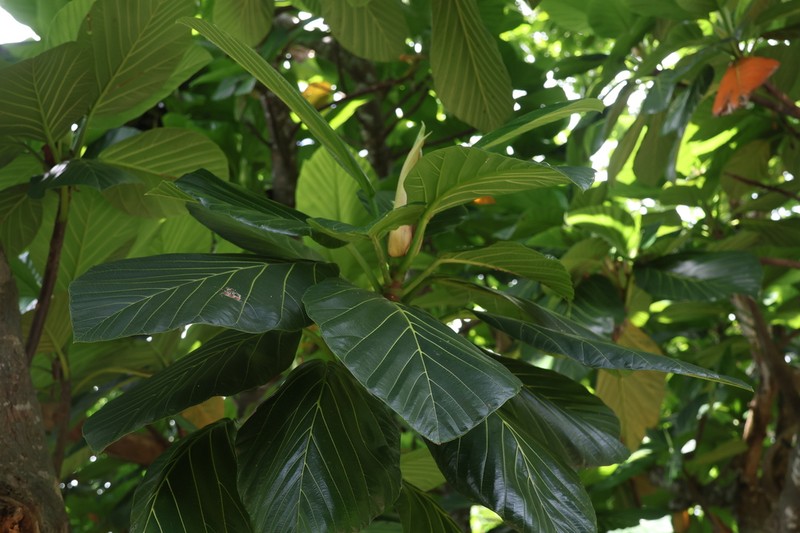 Artocarpus treculianus photo 8
