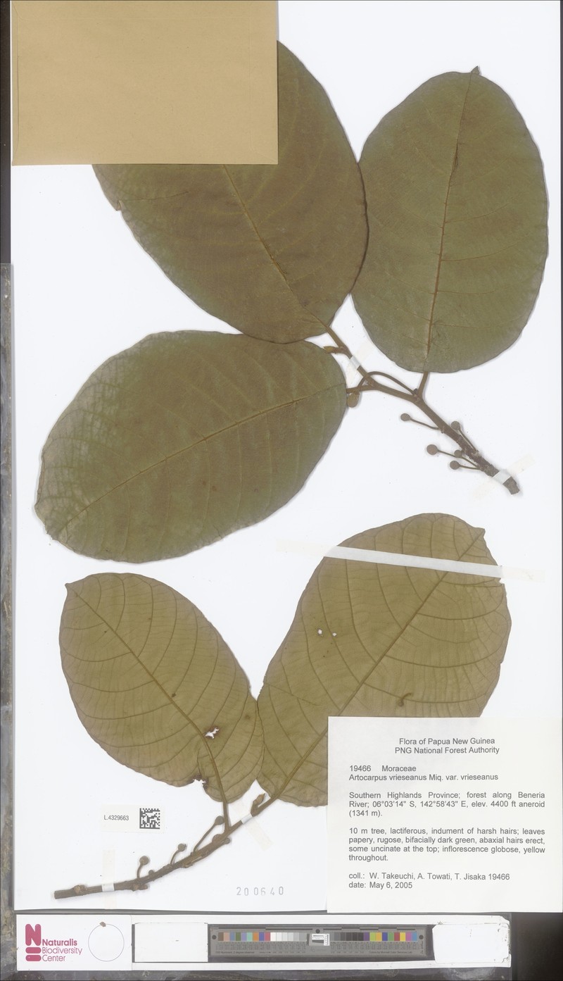 Artocarpus vrieseanus