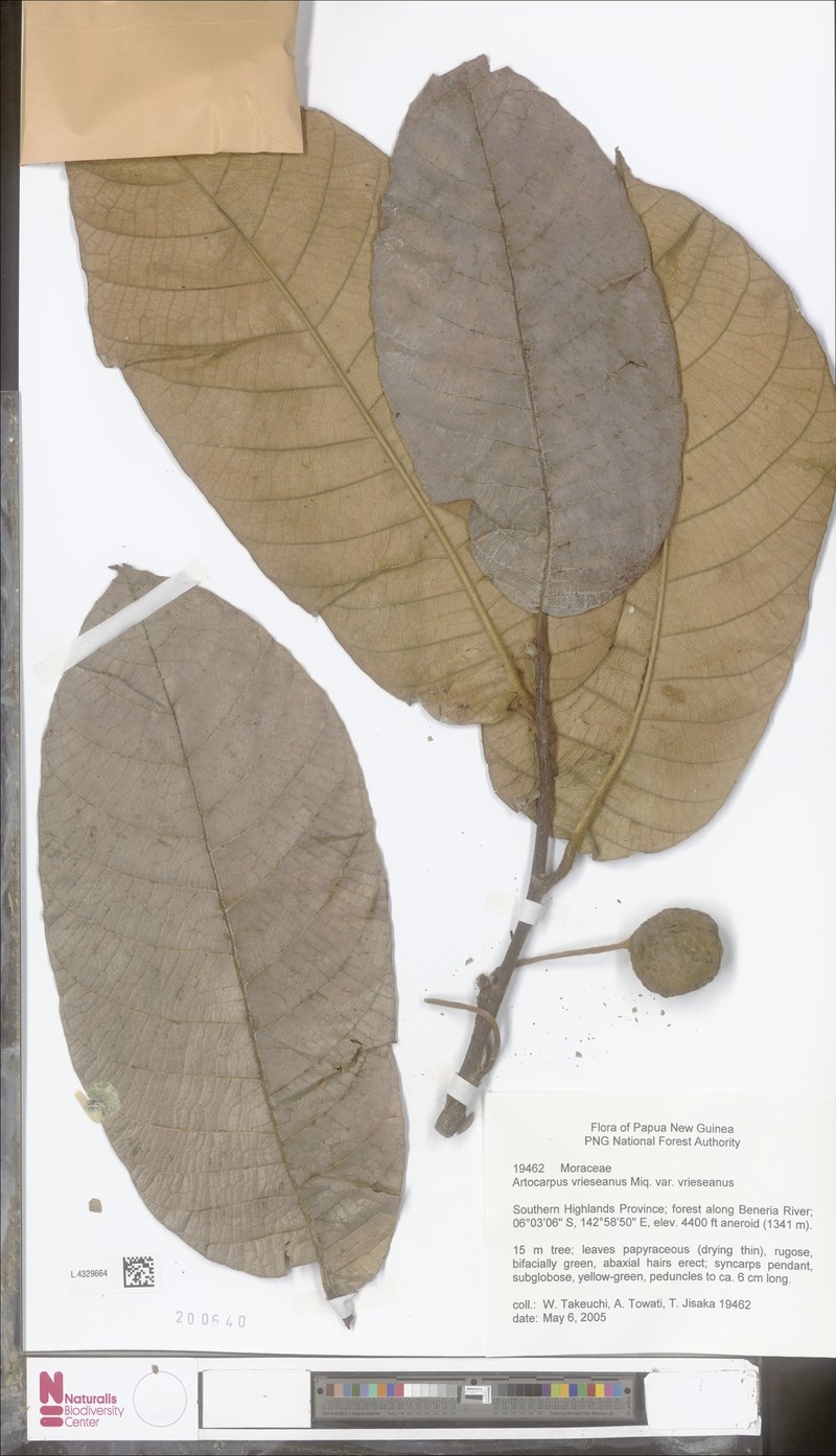 Artocarpus vrieseanus photo 2