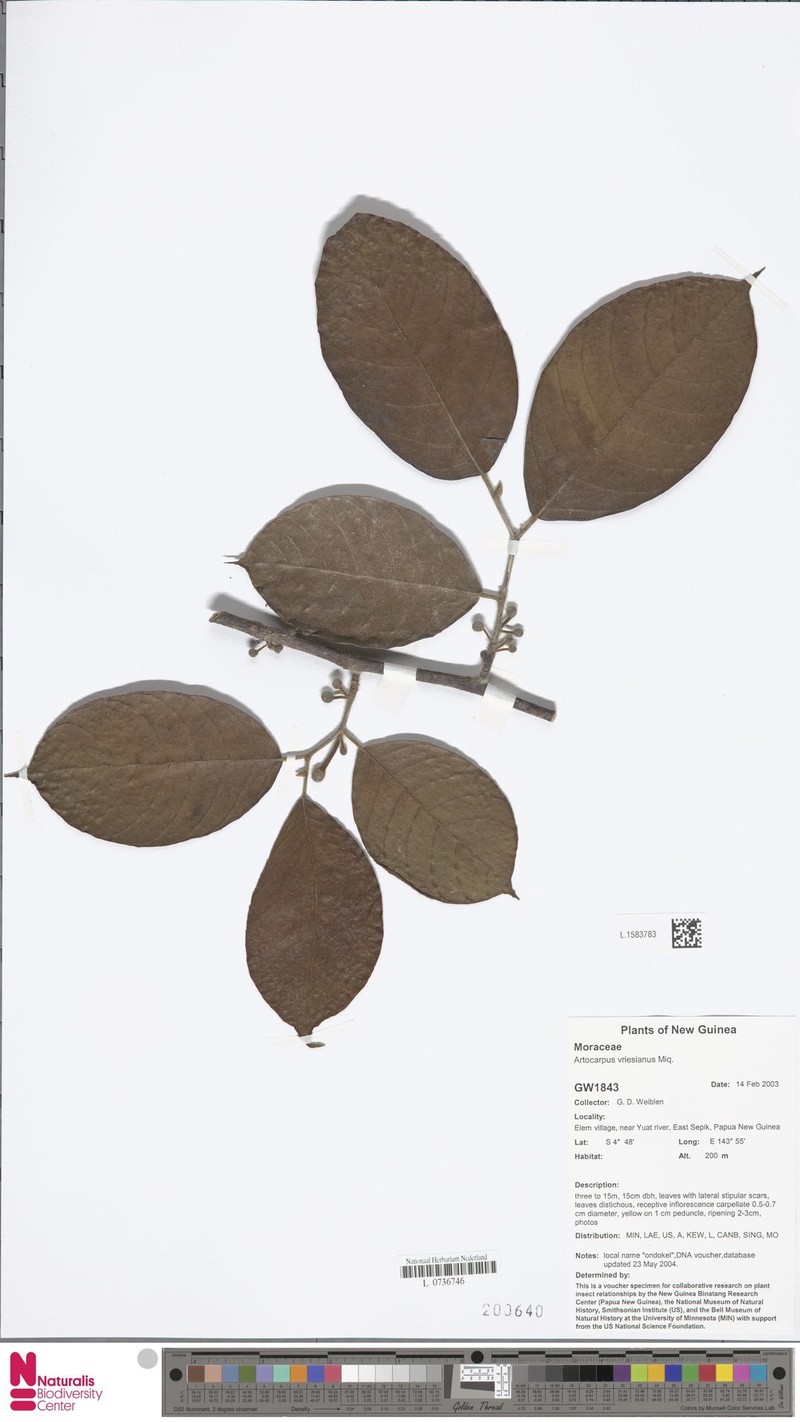 Artocarpus vrieseanus photo 3