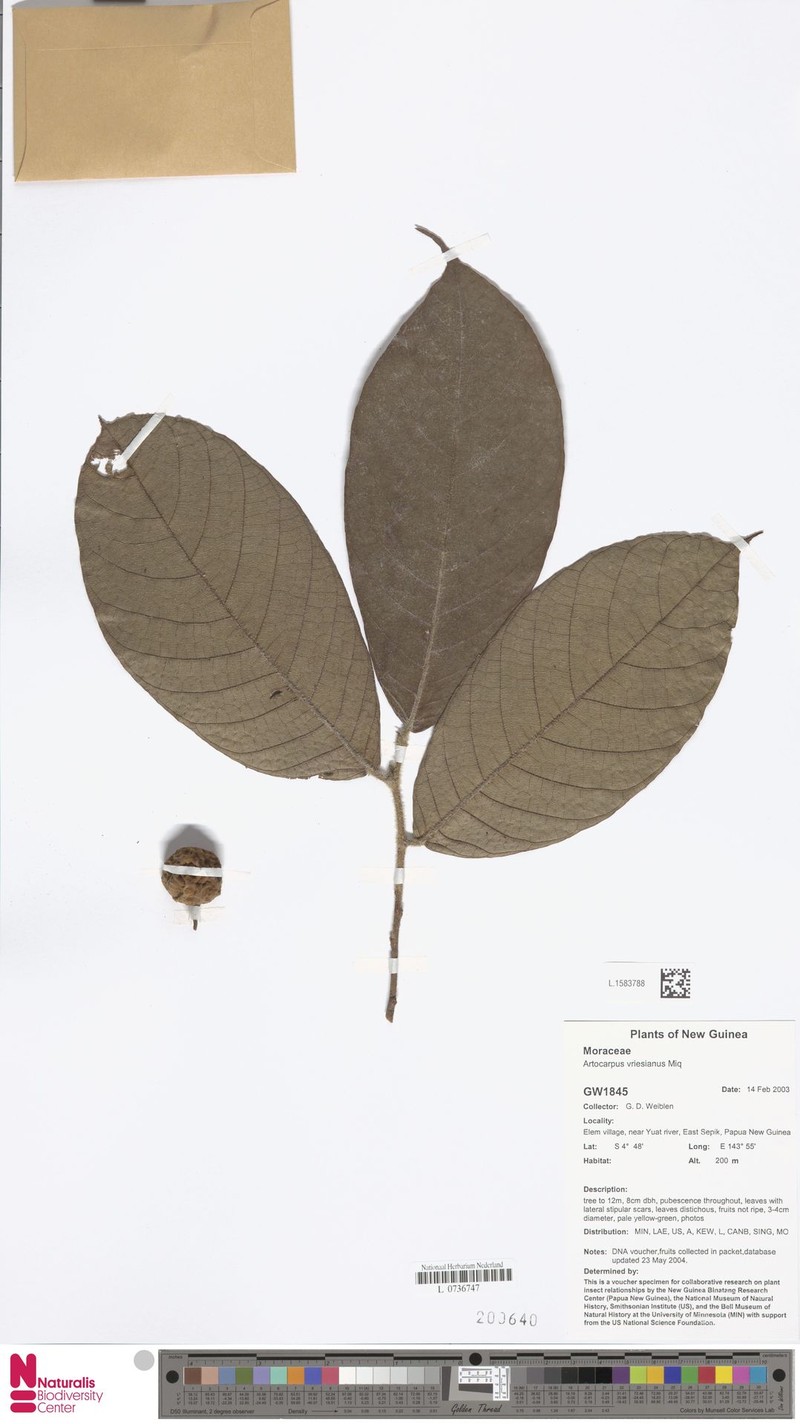 Artocarpus vrieseanus photo 4