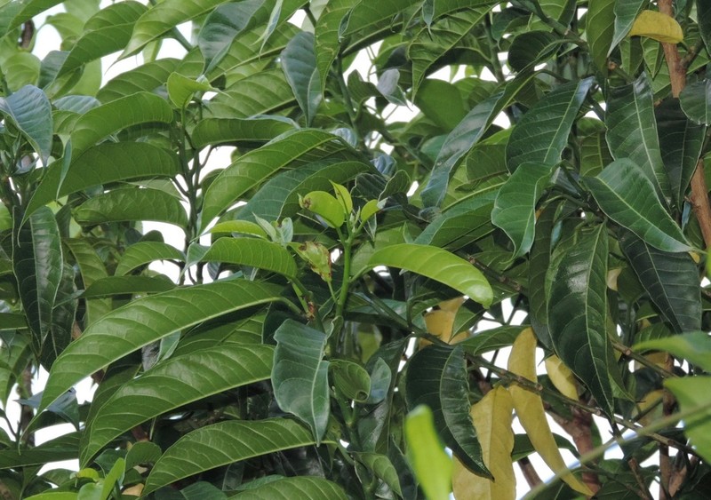 Artocarpus xanthocarpus