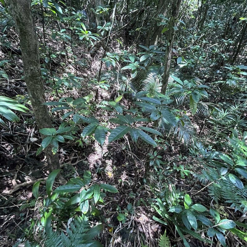 Artocarpus xanthocarpus photo 2