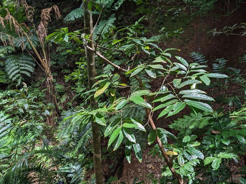 Artocarpus xanthocarpus photo 3