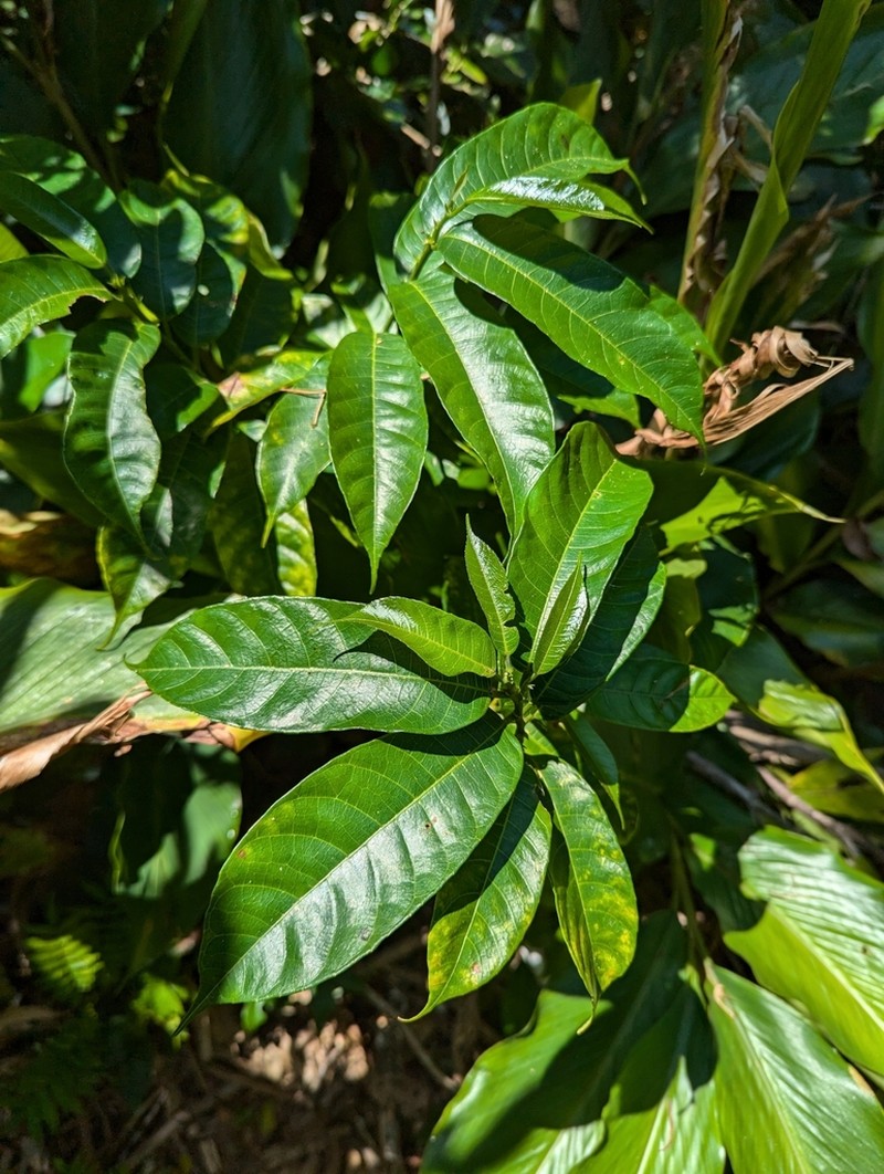 Artocarpus xanthocarpus photo 4