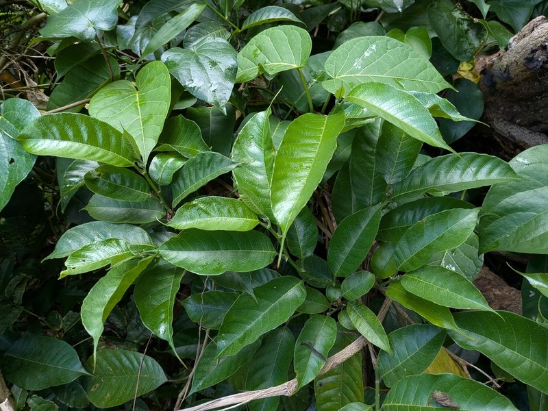 Artocarpus xanthocarpus photo 5