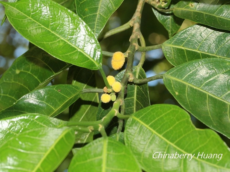 Artocarpus xanthocarpus photo 7