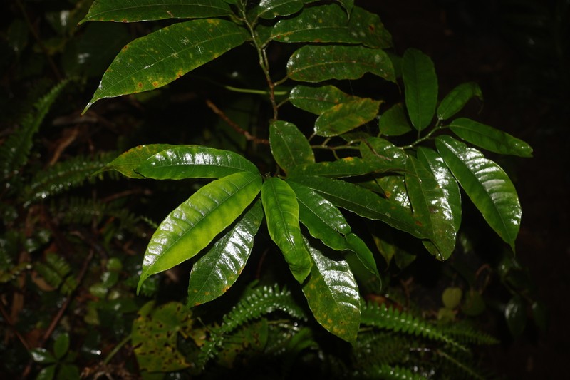 Artocarpus xanthocarpus photo 8