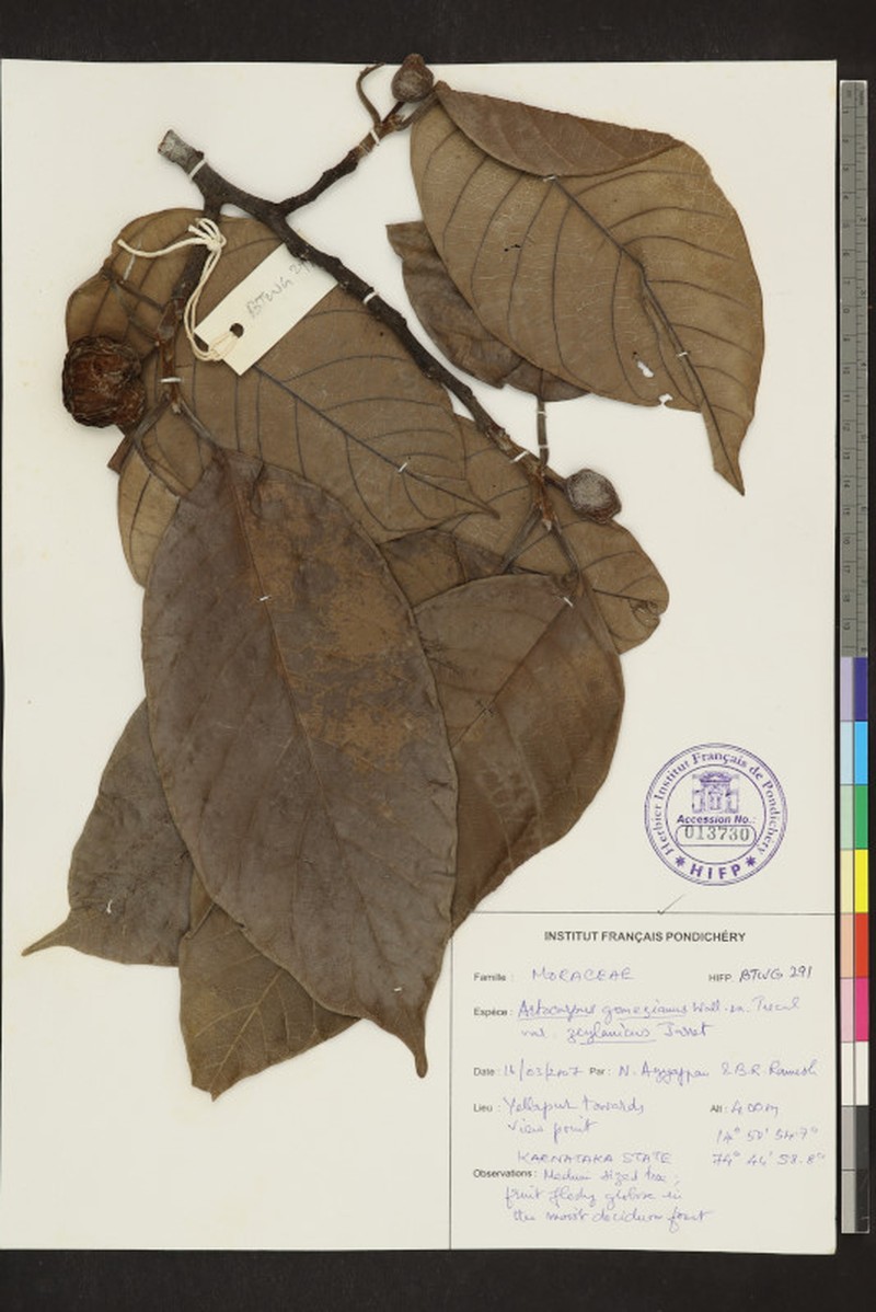 Artocarpus zeylanicus photo 4