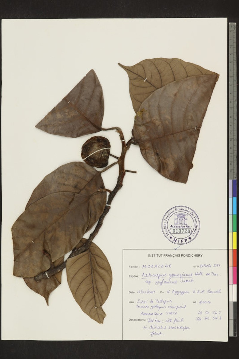 Artocarpus zeylanicus photo 5