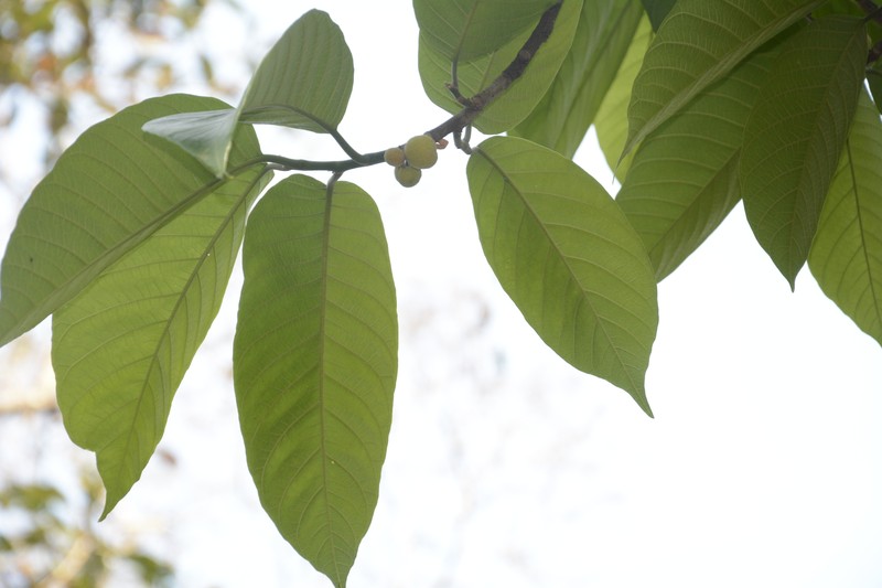 Artocarpus zeylanicus