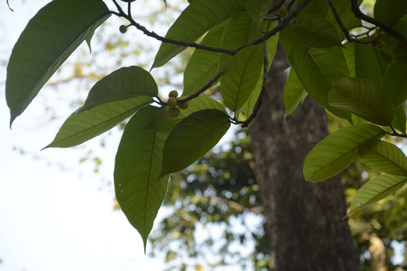 Artocarpus zeylanicus photo 6