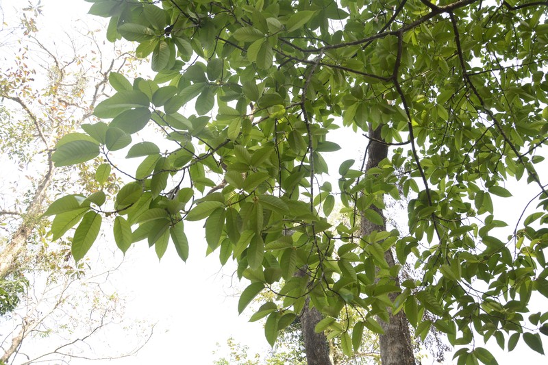 Artocarpus zeylanicus photo 7