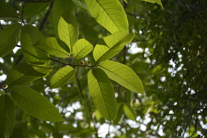 Artocarpus zeylanicus photo 8