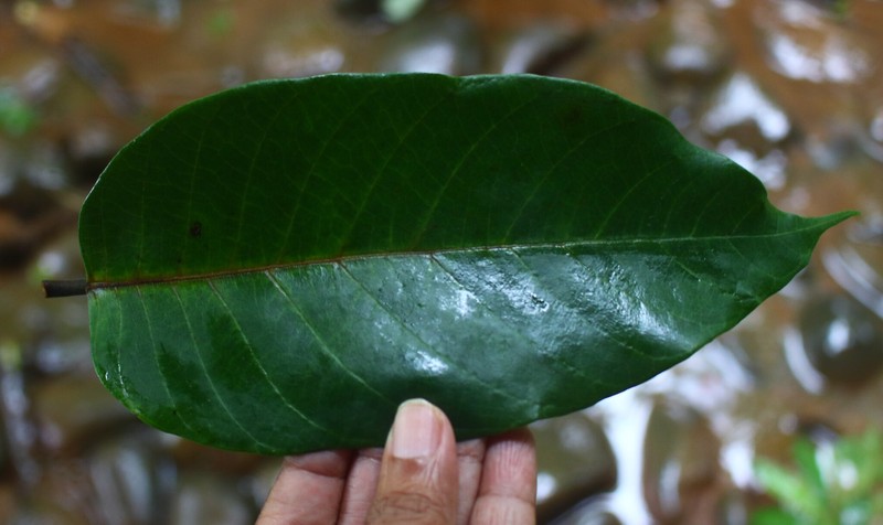 Artocarpus zeylanicus photo 3