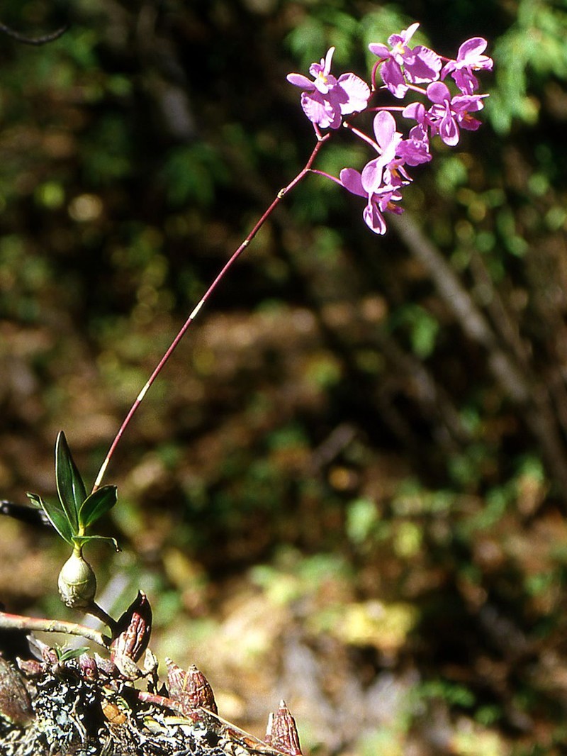 Artorima erubescens photo 2