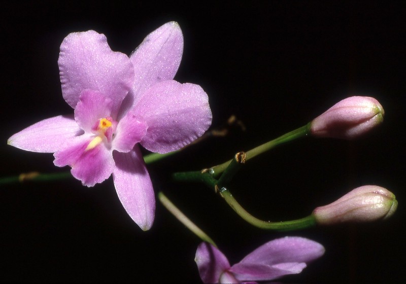 Artorima erubescens photo 3