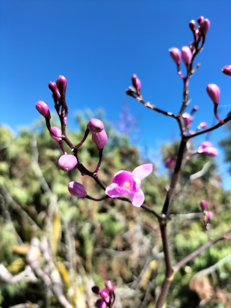 Artorima erubescens photo 4
