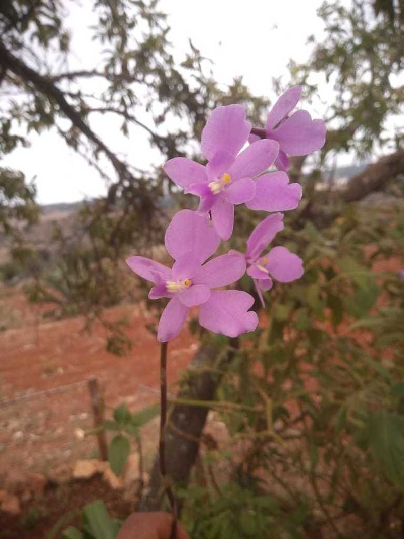 Artorima erubescens photo 7