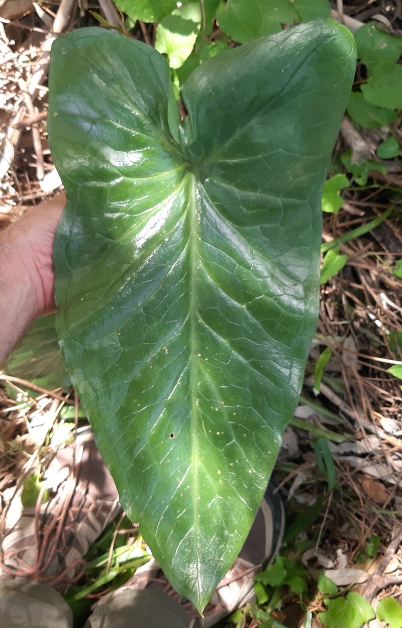 Arum apulum