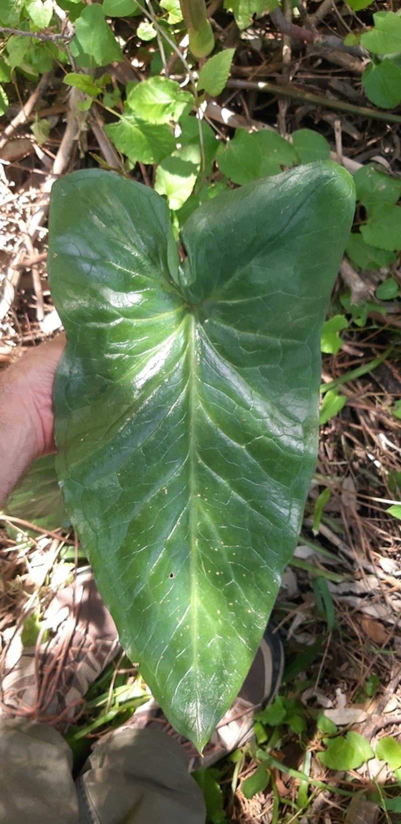 Arum apulum photo 2