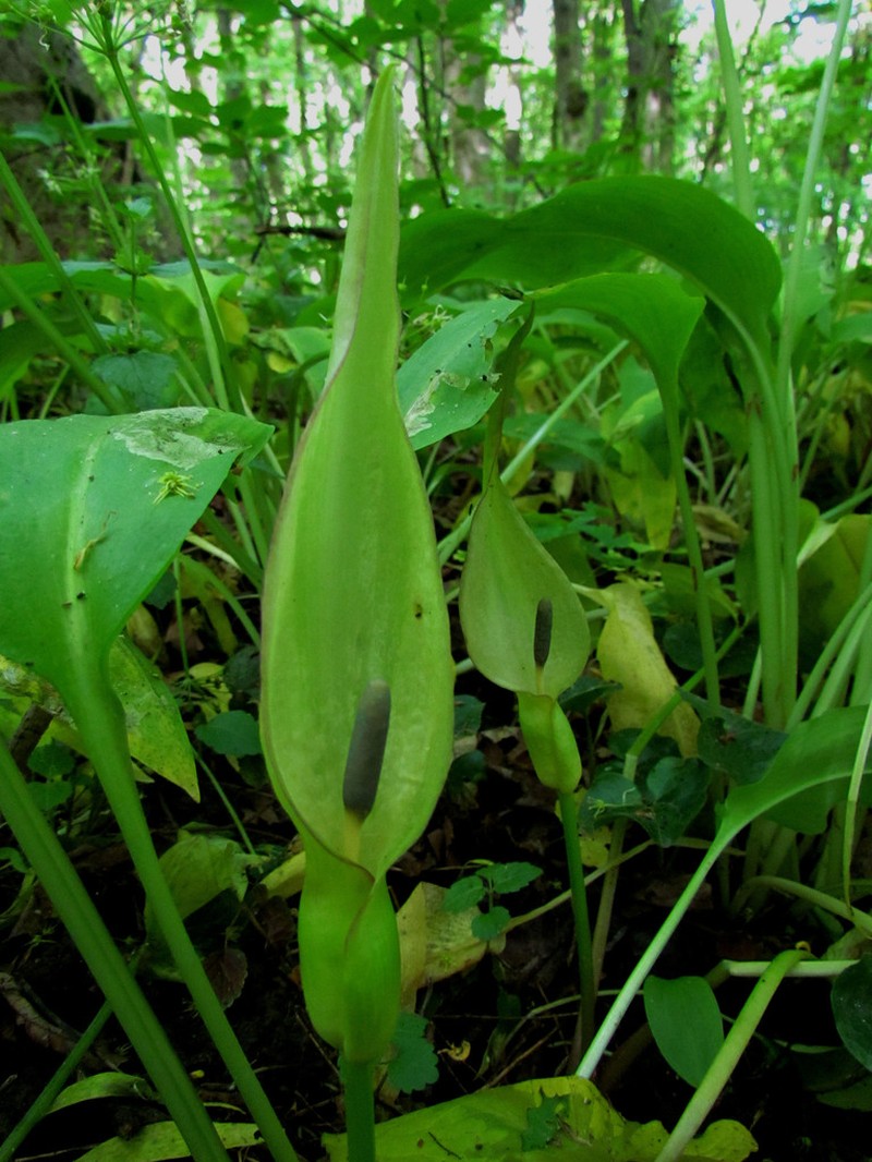 Arum besserianum photo 2