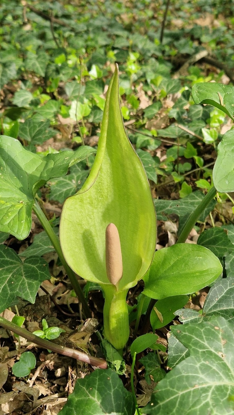 Arum besserianum photo 3