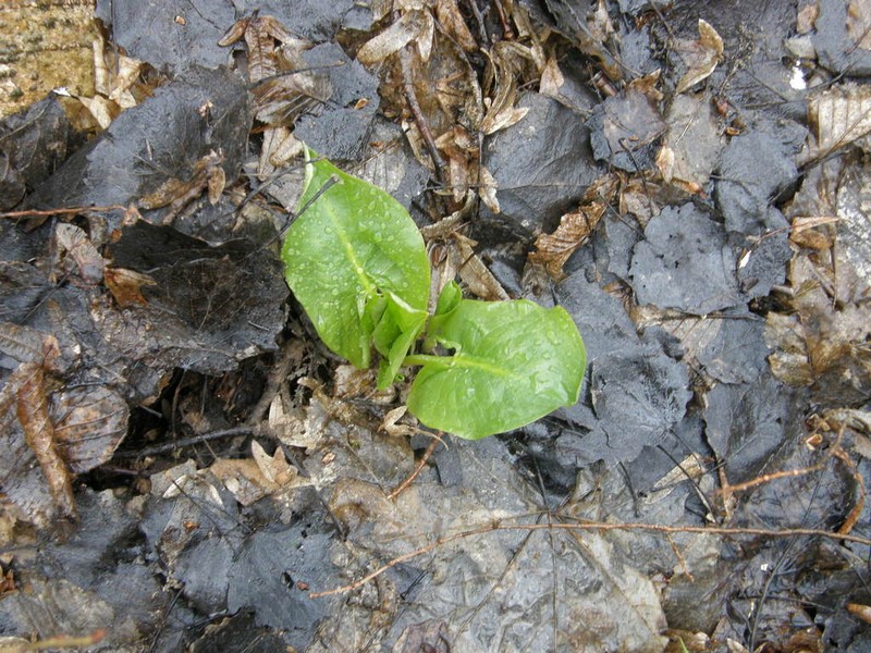 Arum besserianum photo 5