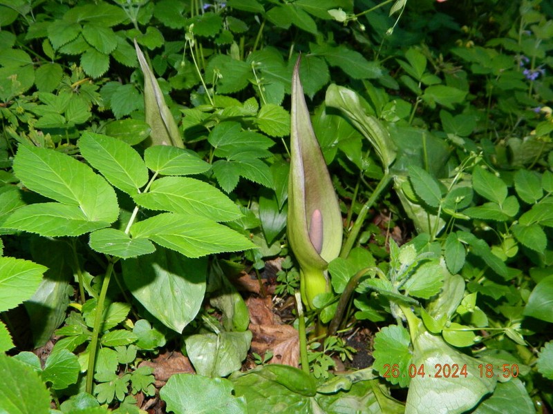 Arum besserianum photo 6