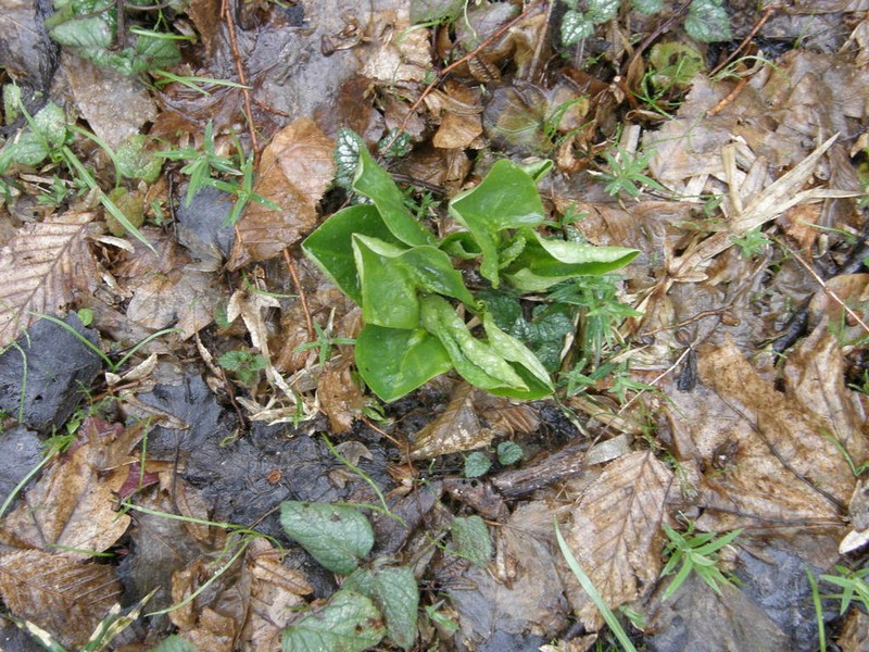 Arum besserianum photo 7