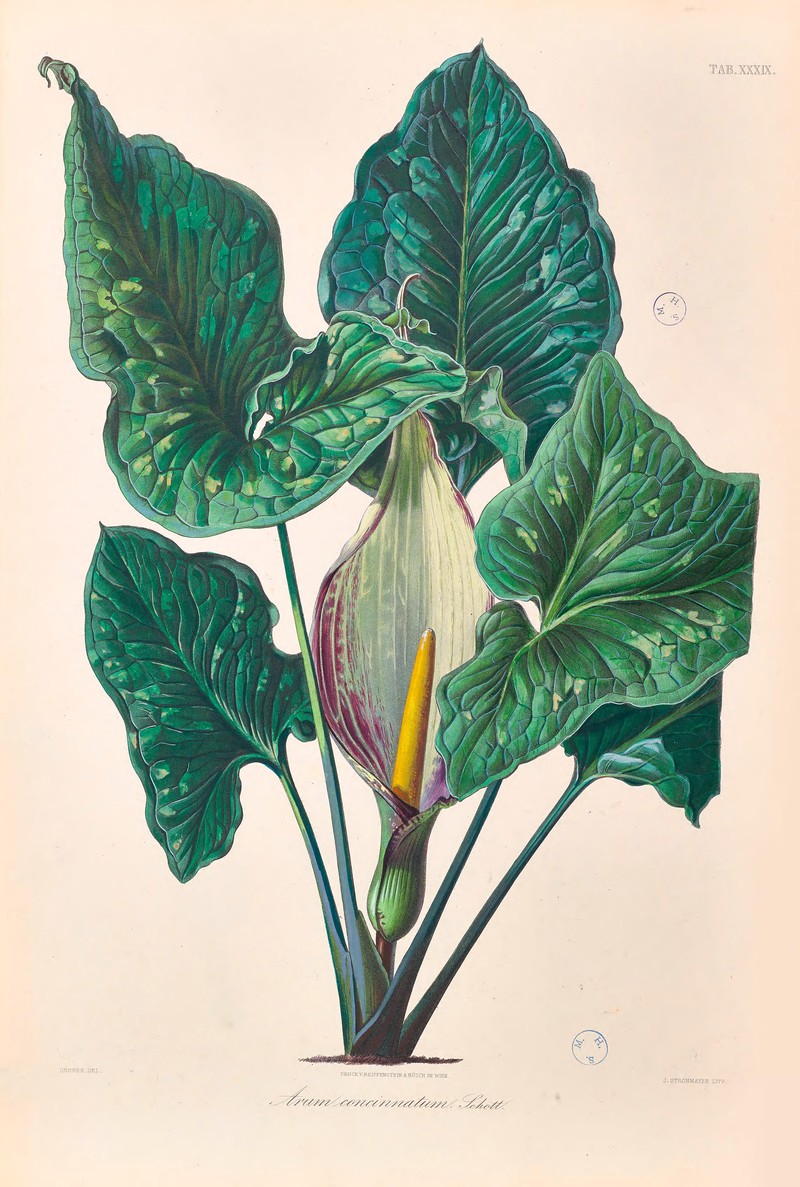 Arum concinnatum photo 2