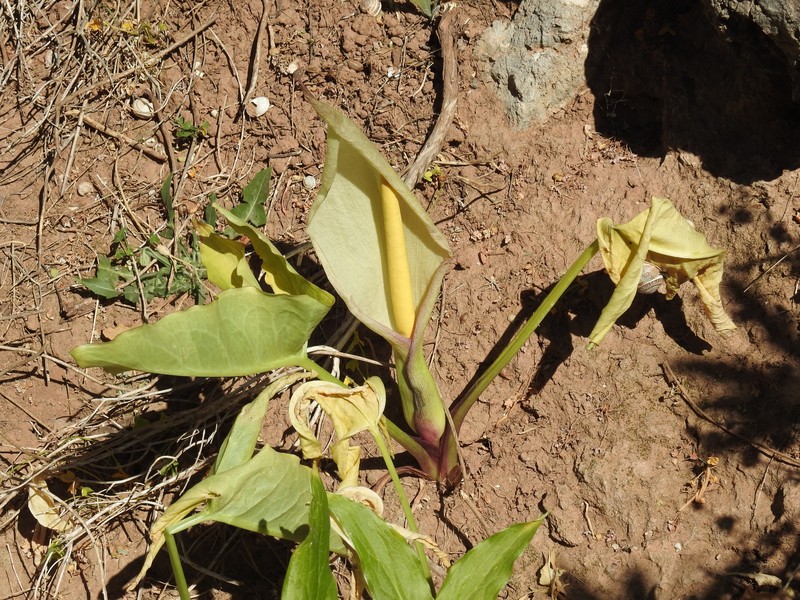 Arum concinnatum photo 3