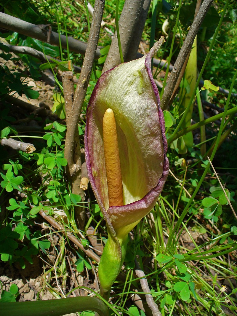 Arum concinnatum photo 4