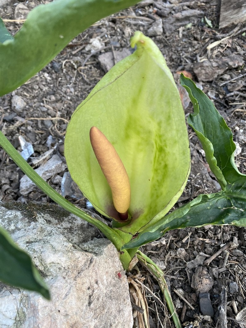 Arum concinnatum photo 5