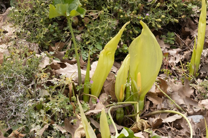Arum concinnatum photo 6