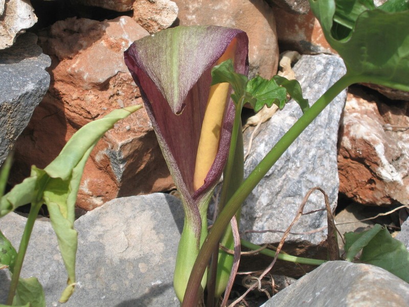 Arum concinnatum photo 7