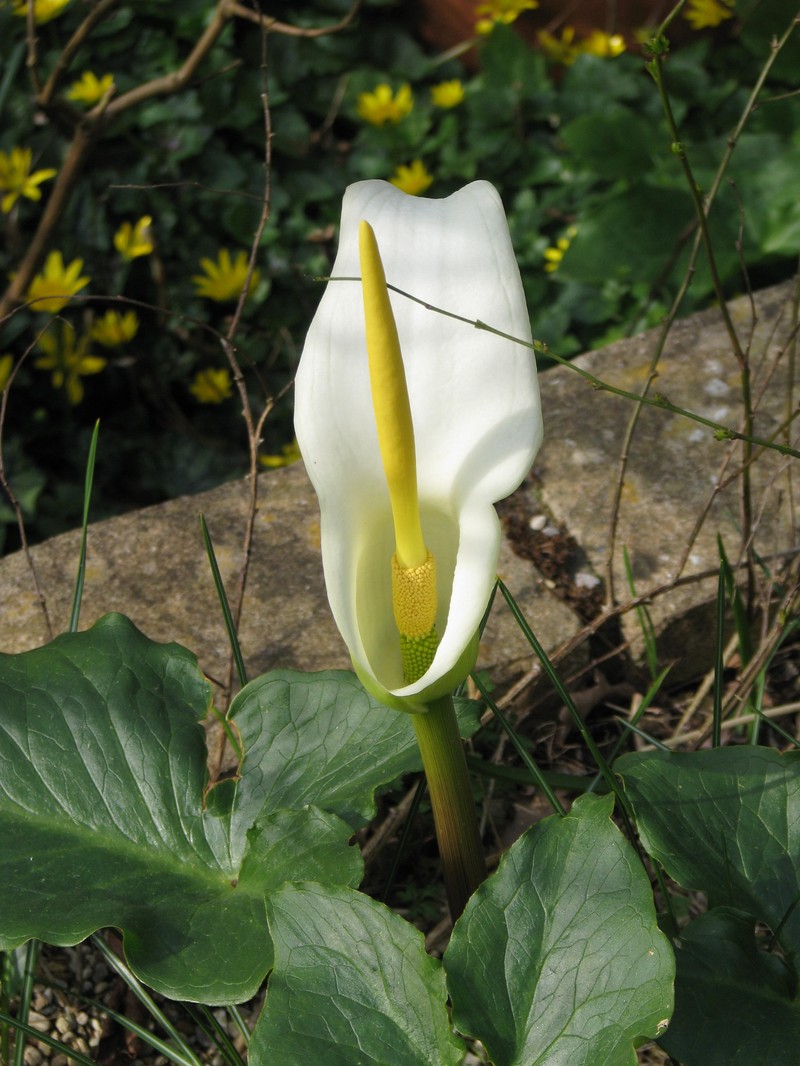 Arum creticum photo 2