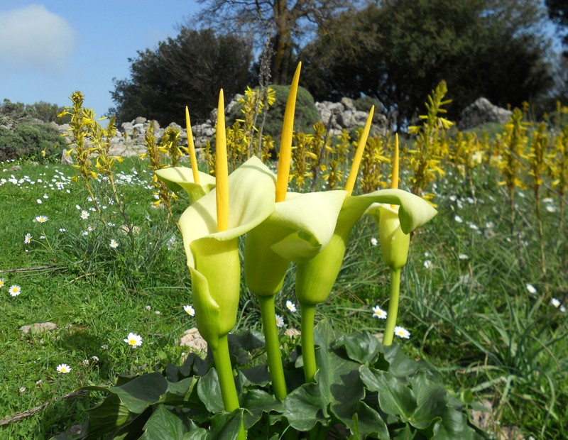 Arum creticum photo 3
