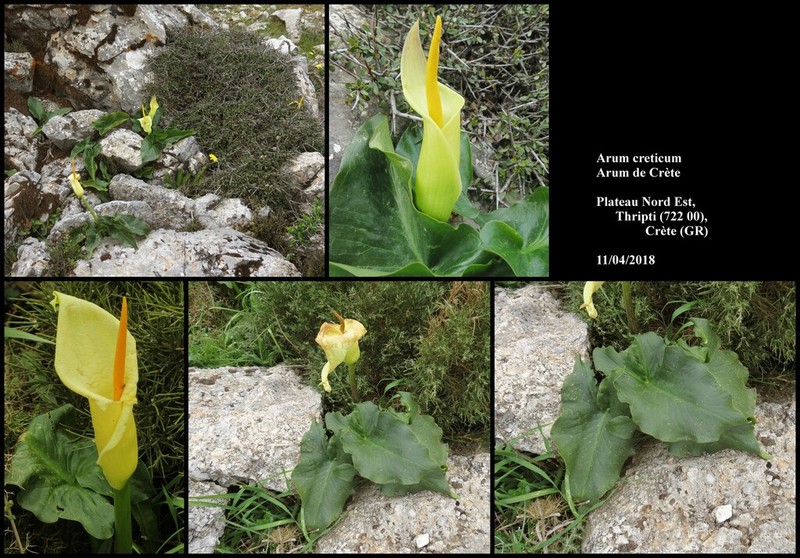 Arum creticum photo 4