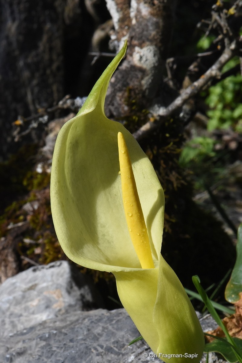 Arum creticum photo 5